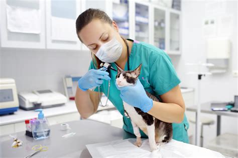 What Is The Best Major For Veterinarian Schools And Careers