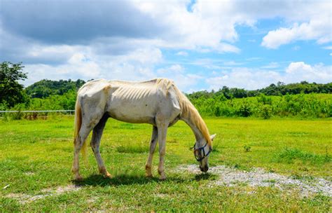 Ponys und andere robuste kleinpferderassen erreichen häufig ein alter von über 30 oder sogar 40 jahren. Ist mein Pferd zu dünn - Warum? - EquidocsEquidocs