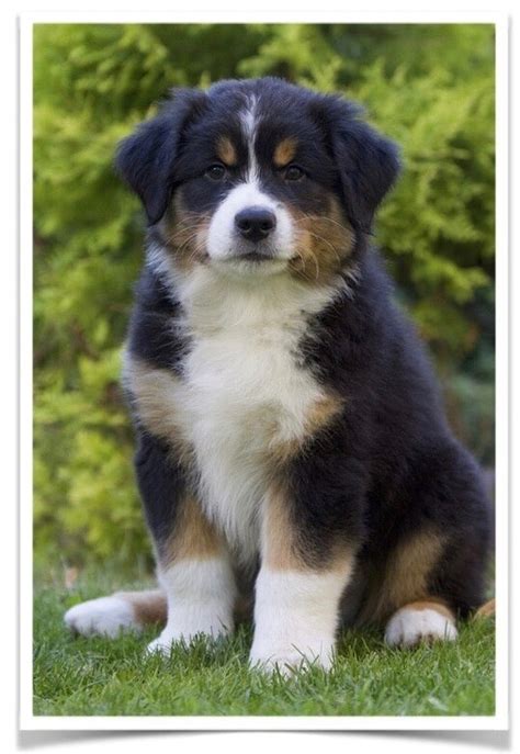 All our puppies are handled daily, so they are very socialized by the time they go to their new homes. Australian Shepherd Puppies