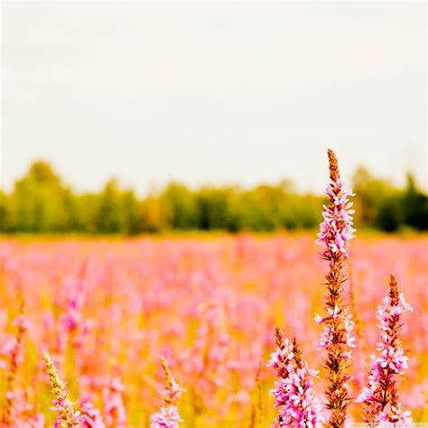 Pink Flower World iPad Air Wallpapers Free Download