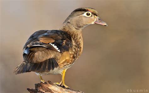 Wood Duck Aix Sponsa Reifel Migratory Bird Sanctuary We Flickr