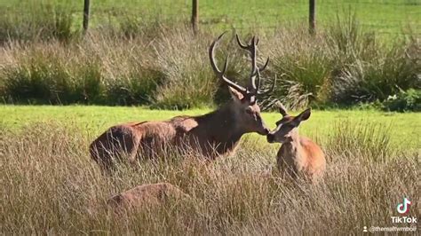 Red Deer Mating Youtube