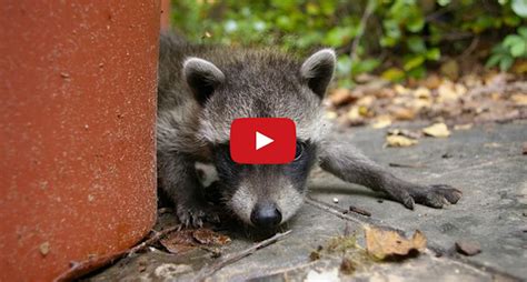 A Compilation Of Baby Raccoons Being Adorable