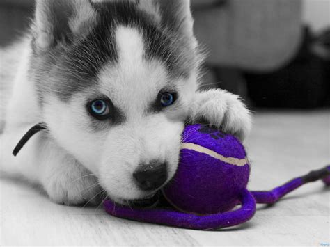 Baby Huskies Wallpaper 79 Images