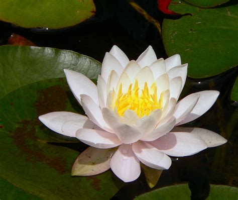 The series was greenlit in october 2020 and filmed in hawaii in late 2020. Still Waters--Notes from a Virginia Shire: White Lotus Day