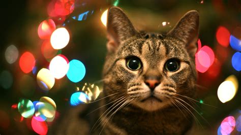 Tabby Cat In Christmas Lights High Quality Wallpaperswallpaper