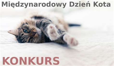 Przy tej okazji chcieliśmy przedstawić wam najpopularniejsze rasy kotów w polsce. Międzynarodowy Dzień Kota KONKURS - Baza wiedzy Krakvet.pl