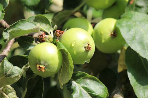 We did not find results for: Free Images : apple, tree, branch, fruit, berry, flower ...