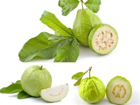 Lihat ide lainnya tentang buah, kebun, taman buah. Jom Makan Jambu Batu Untuk Lindungi Wajah Daripada Kedutan ...