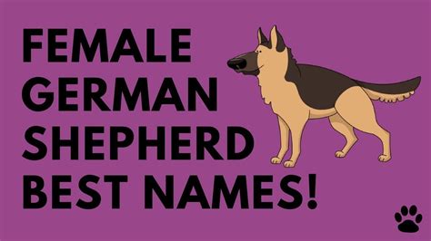 Female German Shepherd Names 43 Great Ideas Names German