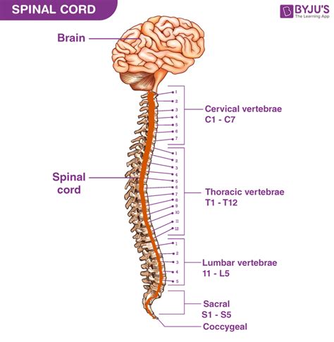 Diagram Showing Spinal Cord Boes Clipart Cartoon Vector Boes Clipart The Best Porn Website