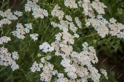 Premium Photo Common Yarrow Achillea Borealis In Meadow