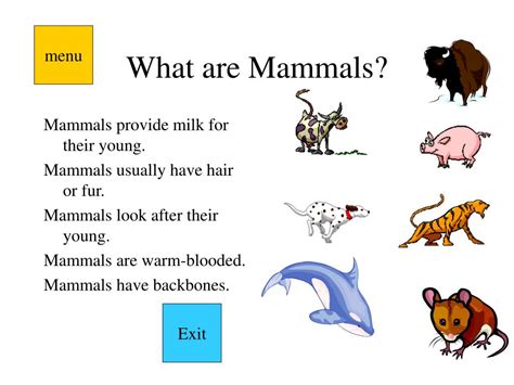 Ppt Mammal Groups By Dave Allen Powerpoint Presentation Free