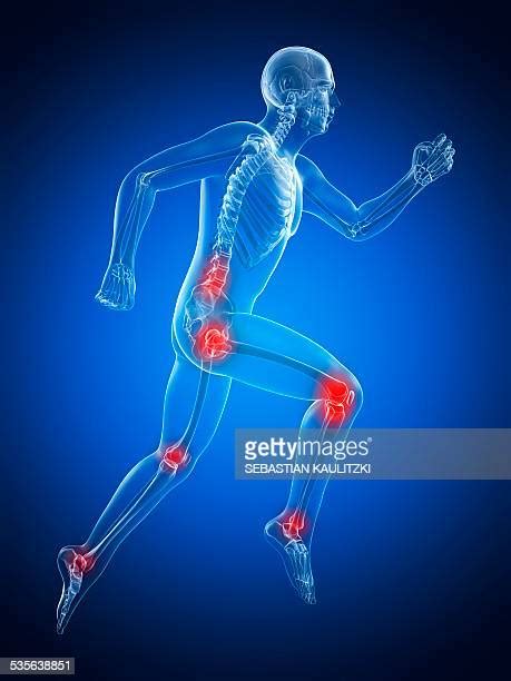 Knee And Hip Anatomy Photos And Premium High Res Pictures Getty Images