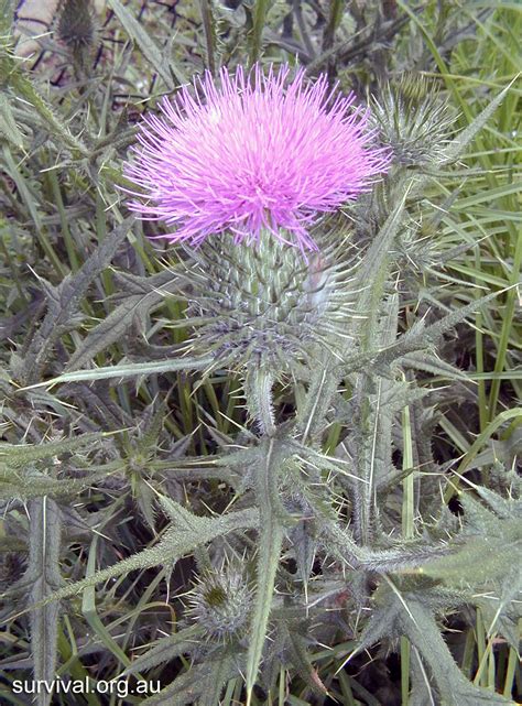 Always follow the pesticide label instructions for harvesting. Cirsium - Thistle