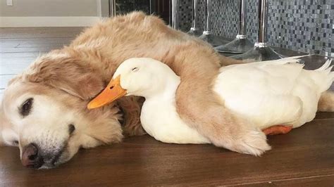 Golden Retriever And Duck Are The Unlikeliest Of Friends Cesars Way