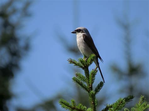 Gambar : alam, cabang, bunga, margasatwa, hijau, paruh, fauna