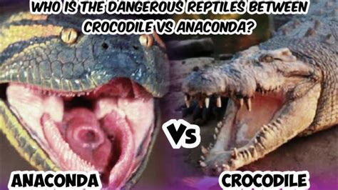 Anaconda Vs Crocodile Saltwater Crocodile Vs Green Anaconda Youtube