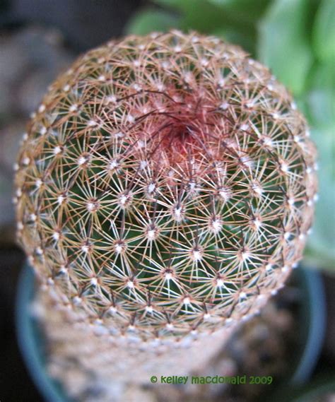 San gabriel valley cactus and succulent society. PlantFiles Pictures: Mammillaria Species, Matuda Biznaga ...