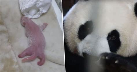 Panda Baby Pictures