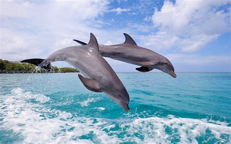 Fondos De Pantalla Mar Saltando Delfín Biología Oceano 1680x1050
