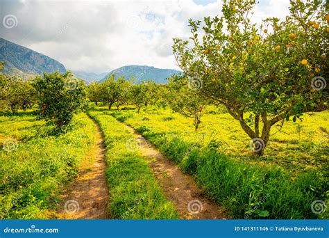 Lemon Trees In A Citrus Grove In Sicily Italy Stock Photo Image Of
