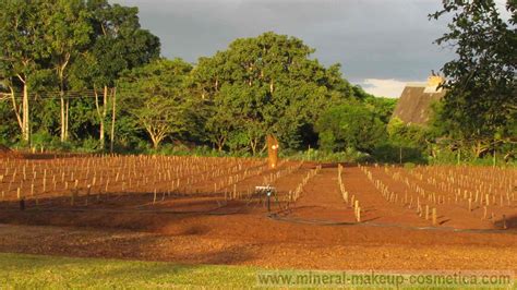 Moyo moringa farm photo gallery and updates