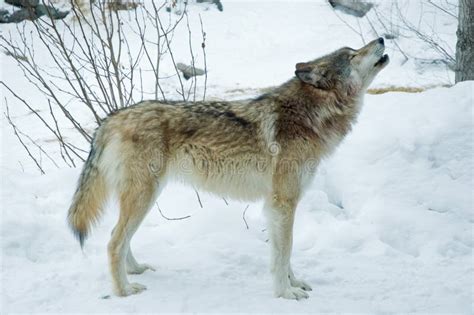 Gray Or Timber Wolf Howls Stock Photo Image Of Predator 19601190