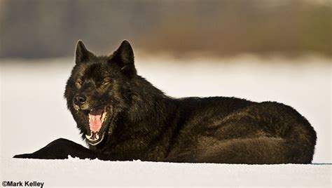 The function of the black pigment is largely unknown. Black Wolf Romeo , Mendenhall Lake, Juneau, Alaska - Image ...