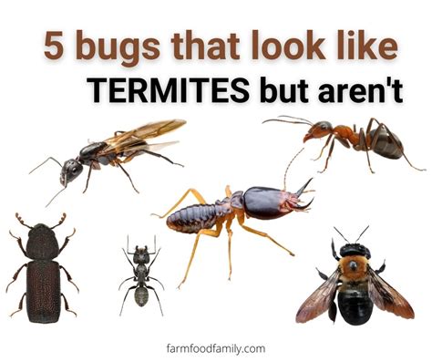 5 Bugs That Look Like Termites With Pictures But Arent