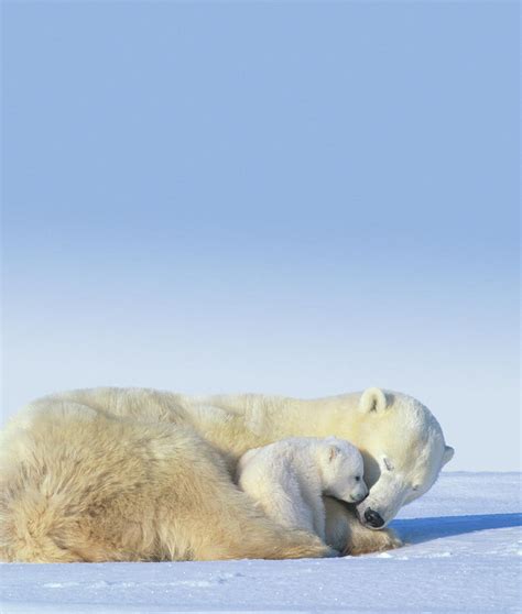 Mother Polar Bear And Cub Sleeping Photograph By Art Wolfe Fine Art America