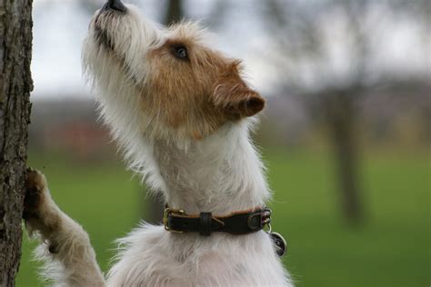 Parson russell terrier: Dog Breed Information, Facts and ...