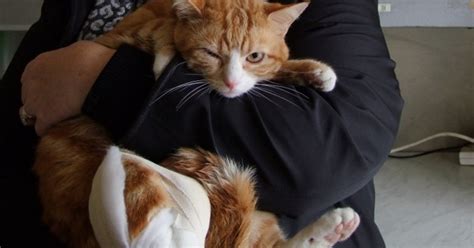 A broken or dislocated jaw usually heals well after treatment. Max the cat had a dislocated hip - Cats Only Clinic