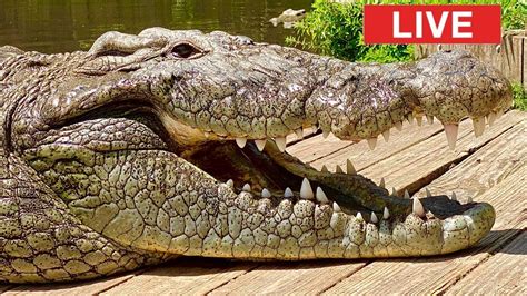 Lyle The Nile Crocodile Live Youtube