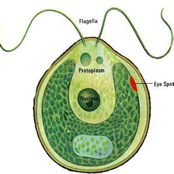 This website uses cookies to help provide you with the best possible online experience. chlamydomonas | Microorganisms, Class 8, Algae cell