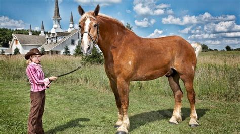 Muere Big Jake El Caballo Más Alto Del Mundo