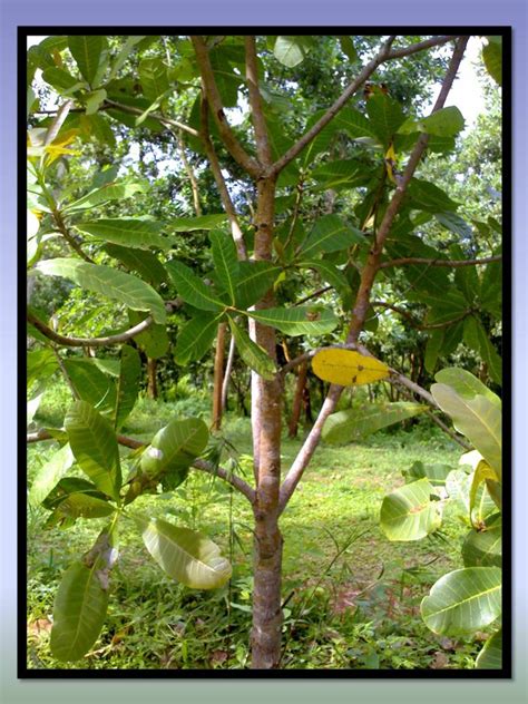 Foto buah jambu kristal yang cocok untuk menghiasi background anda. KLASIFIKASI TUMBUHAN BERBIJI: Jambu mete (Anacardium ...