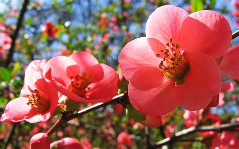Bing Cherry Blossom Wallpaper Wallpapersafari