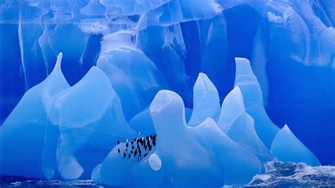 Ice Glaciers Penguins Animals Iceberg Birds