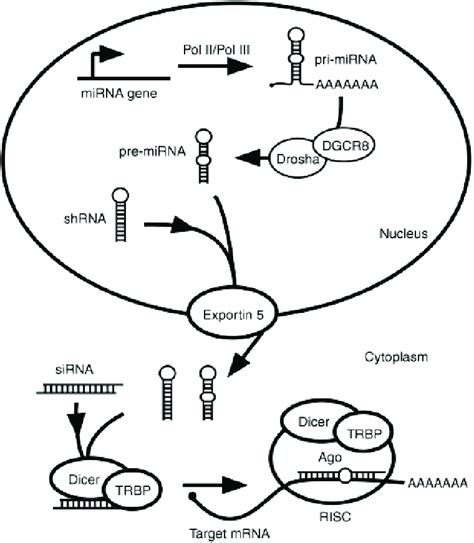Mechanism Of Rna Interference Schematic Representation According To