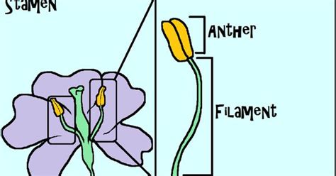 Paper flowers flower stamens diy crepe stamen everyone hi welcome kanimdan read oheverythinghandmade. The stamen includes the filament and the anther. The ...