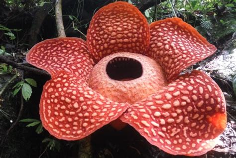 The Biggest Ever Rafflesia Flower Has Been Found In Indonesia Kaw