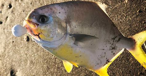 Maybe you would like to learn more about one of these? Space Coast Surf Fishing Report (10.30.2018): The Pompano ...