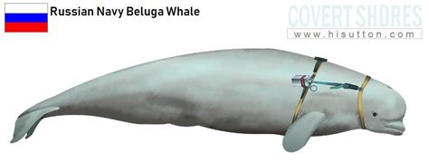 Alleged Russian Spy Whale Reappears Off Sweden S Coast Zerohedge