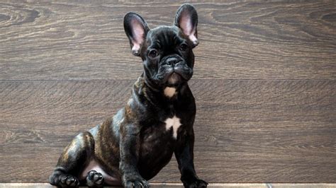 Unlike other dog breeds, french bulldogs don't shed much but it doesn't mean they don't require regular grooming. French Bulldog Dog Breed Information, Fun Facts and FAQ's ...