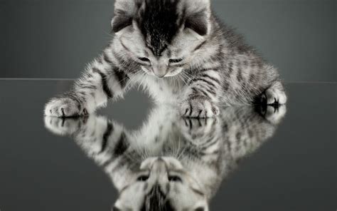 .and tiger mirror on banggood.com offer the quality cat and tiger mirror on sale with worldwide free home decor cat big clock mirror for bedroom living room kittens kitty wall 0 review cod. nature, Cat, Kittens, Reflection Wallpapers HD / Desktop ...