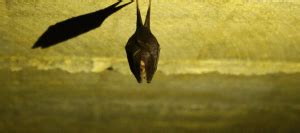 Do bats make noise in the attic. I Have Bats in My Attic: What Should I Do? | ABC Blog
