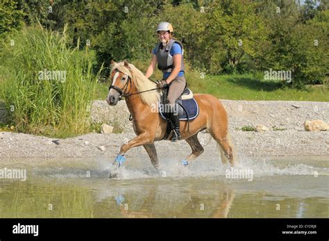 Young Rider On Back Of Her Haflinger Horse Riding In Water Cross