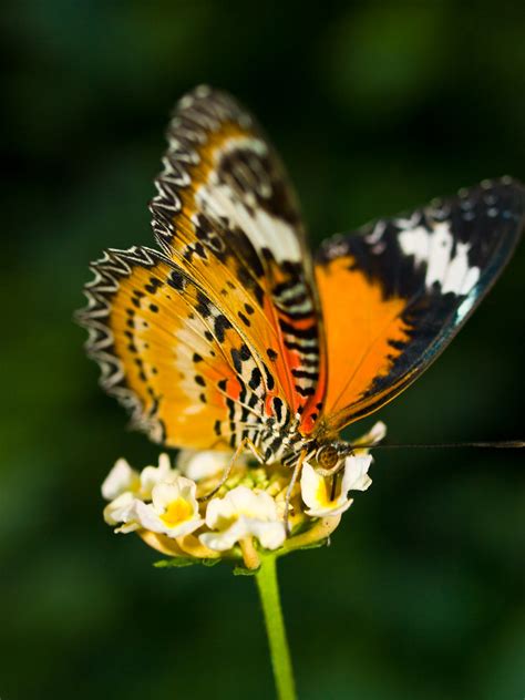 Leopard Lacewing Butterfly Leopard Lacewing Butterfly At T Flickr