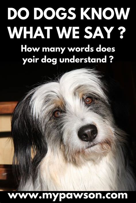 How Many Words Does Your Dog Know And Do Dogs Really Understand What We